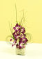 6 orquideas dendrobium