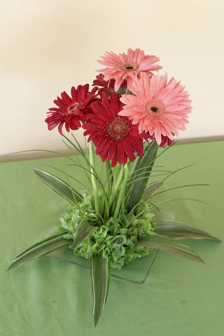 123 Gerberas