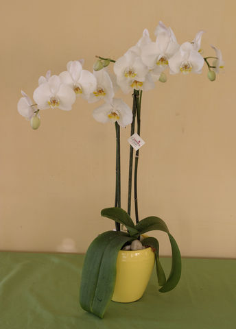 119 Orquidea Phalaenopsis
