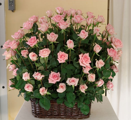 85 100 rosas!
