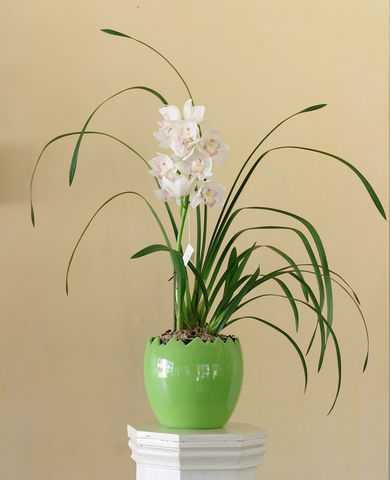 93 Planta de cymbidium