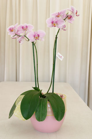 41 planta de orquidea fhalaenopsis